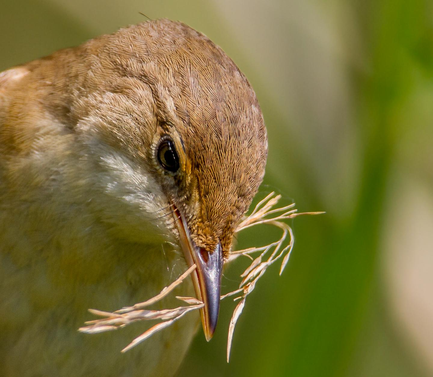 Eurasian Reed Warbler (2 of 2)