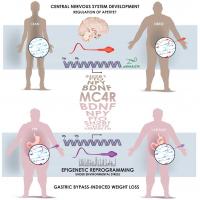 A Man's Weight Affects Sperm Epigenetics