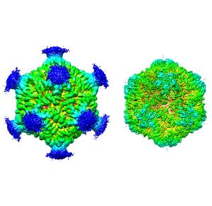 PNMA2 three-dimensional structure