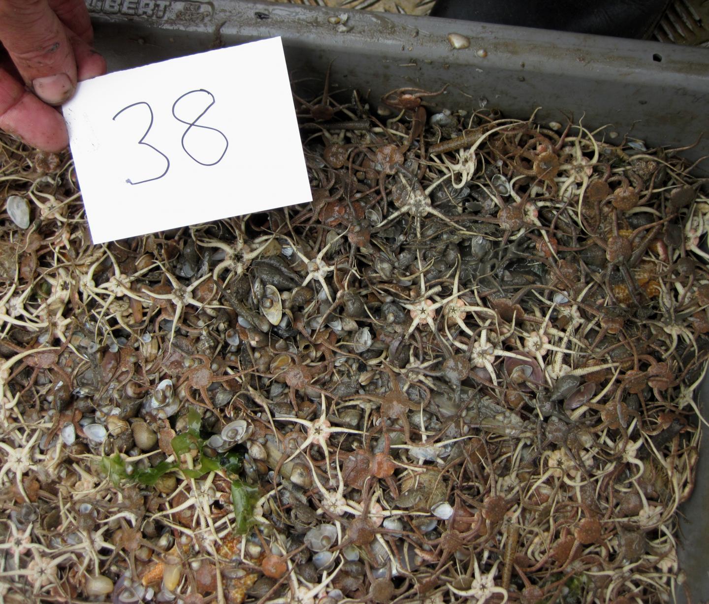 Some of the 170 Swansea Bay species analysed by researchers