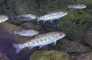 Juvenile steelhead trout in a natural stream environment. (Photo by John McMillan)