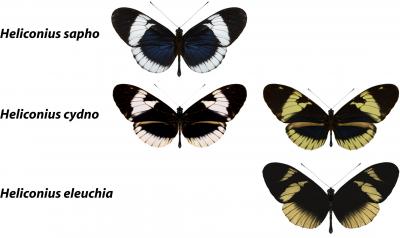 Butterfly Mimicry