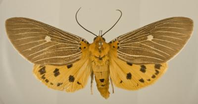 <i>Asota caricae</i> moth