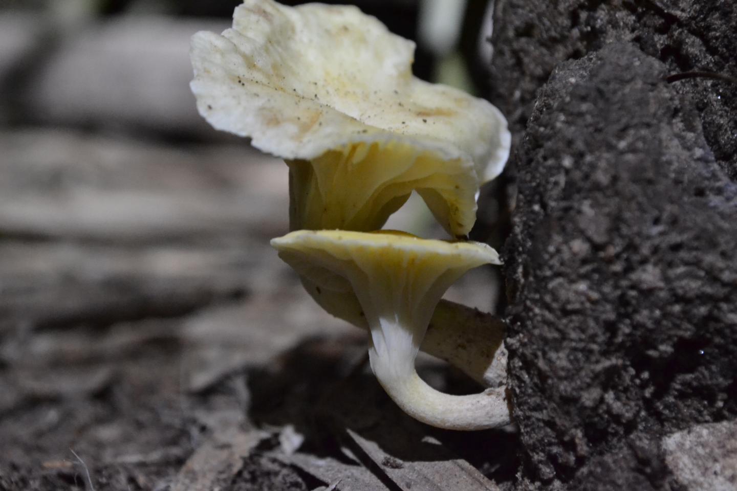 Illuminating the Secret of Glow-in-the-Dark Mushrooms (9 of 13)