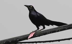 Male great-tailed grackle