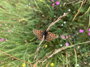 Glanville fritillary butterfly