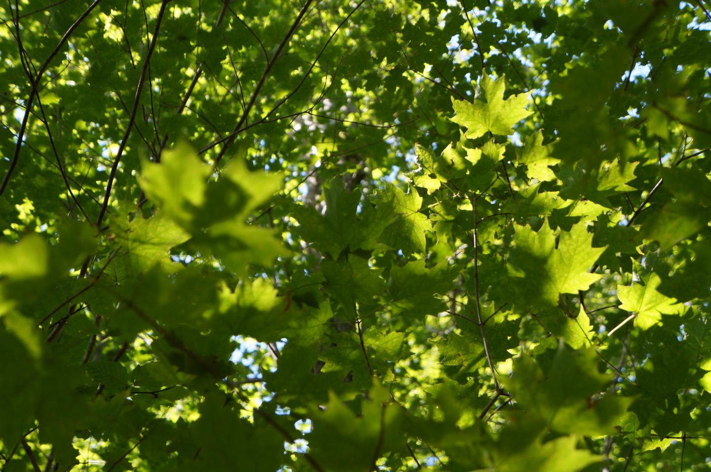 Sugar maple canopy