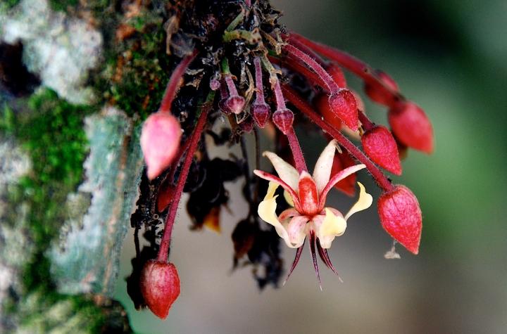 Cacao Blossoms