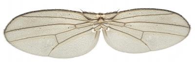 Asymmetric Fly Wings