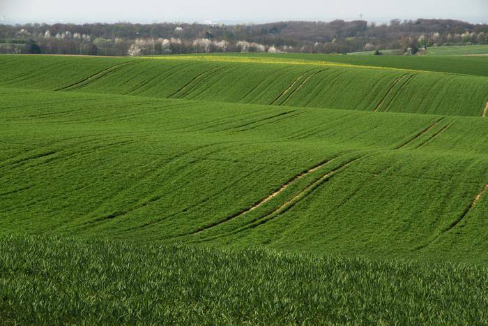 Grain field in Germany