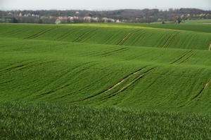Grain field in Germany