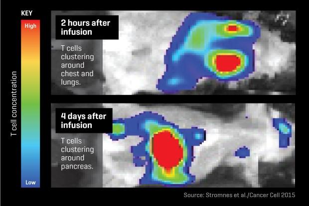 Pancreatic Mouse Model