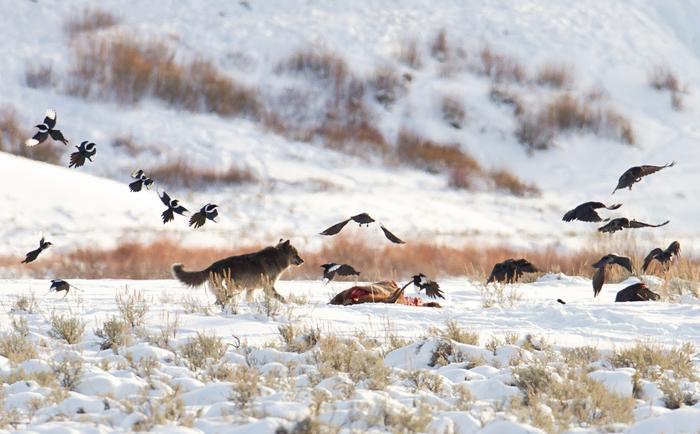 Wolf, magpies, and ravens at carcass near Soda Butte, Yellowstone National Park