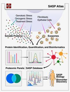 A Secreted Signature of Aging Cells