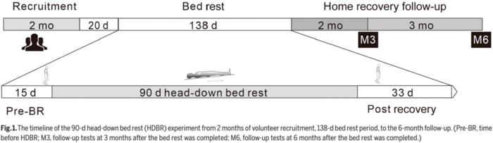 Fig. 1. The timeline of the 90-d head-down bed rest (HDBR) experiment from 2 months of volunteer recruitment, 138-d bed rest period, to the 6-month follow-up. (Pre-BR, time before HDBR; M3, follow-up tests at 3 months after the bed rest was completed; M6,