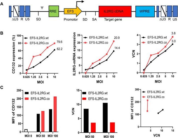 Comparison of the EFS-IL2RG.wt and EFS-IL2RG.co vectors in human ED7R cells and the bone marrow stem cells.