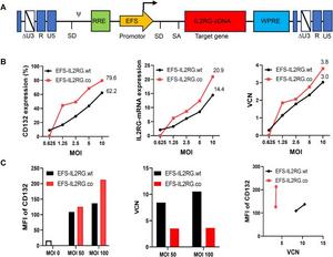 Comparison of the EFS-IL2RG.wt and EFS-IL2RG.co vectors in human ED7R cells and the bone marrow stem cells.