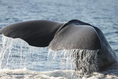 Sperm Whale