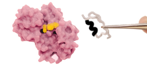 Engineering Insertions and deletions (InDels) on Rossmann proteins