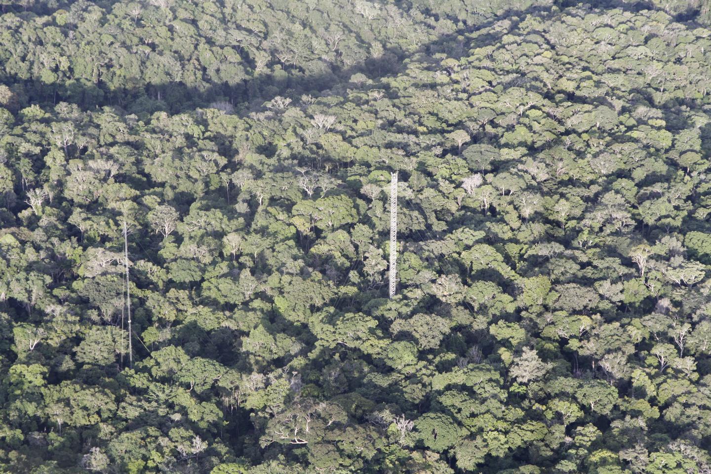 The Amazon Rainforest at the Amazon Tall Tower Observatory Site