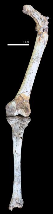 Paranthropus_thigh