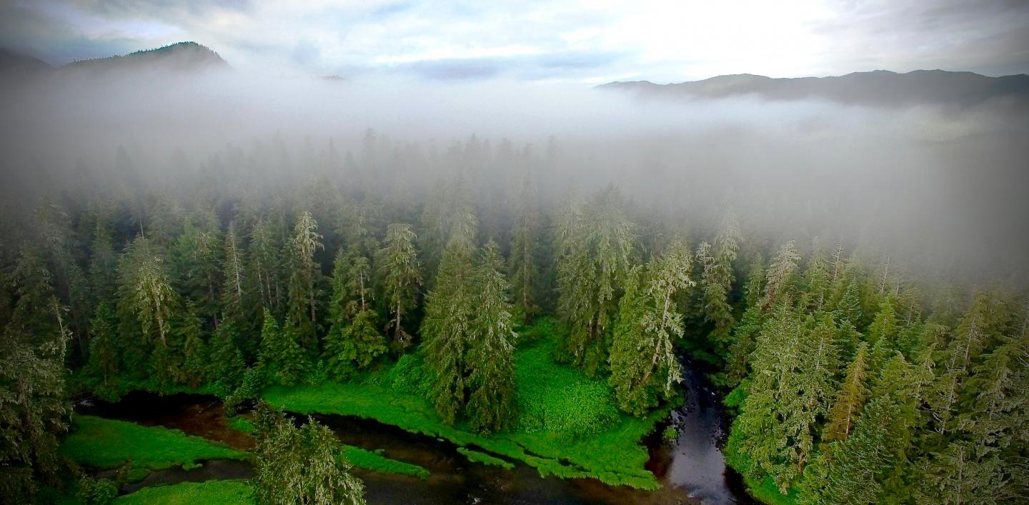 Coastal Forest in British Columbia