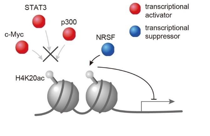 Fig. 3 H4K20ac Accumulated