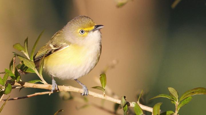 White-eyed Vireo