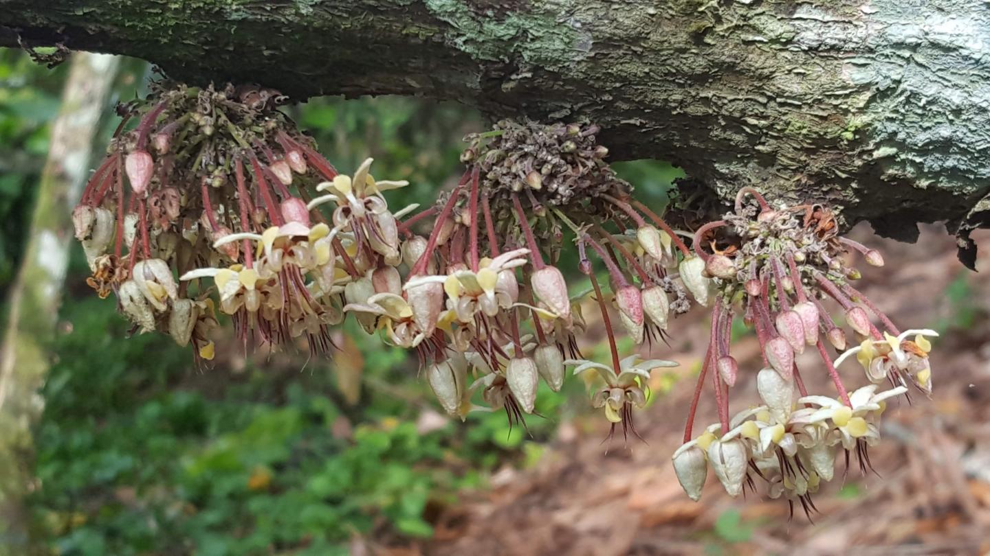 flowers in clumps hanging down from branch