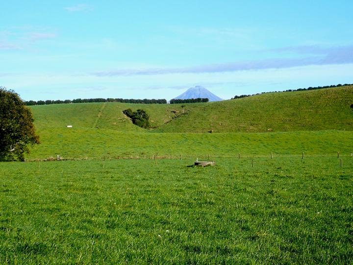 Taranaki pasture