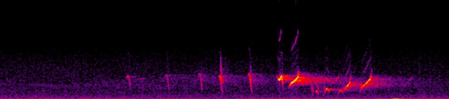 Spectrogram of Honeyeater