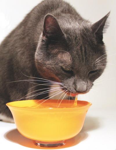 How Do Cats Lap? (2 of 3)