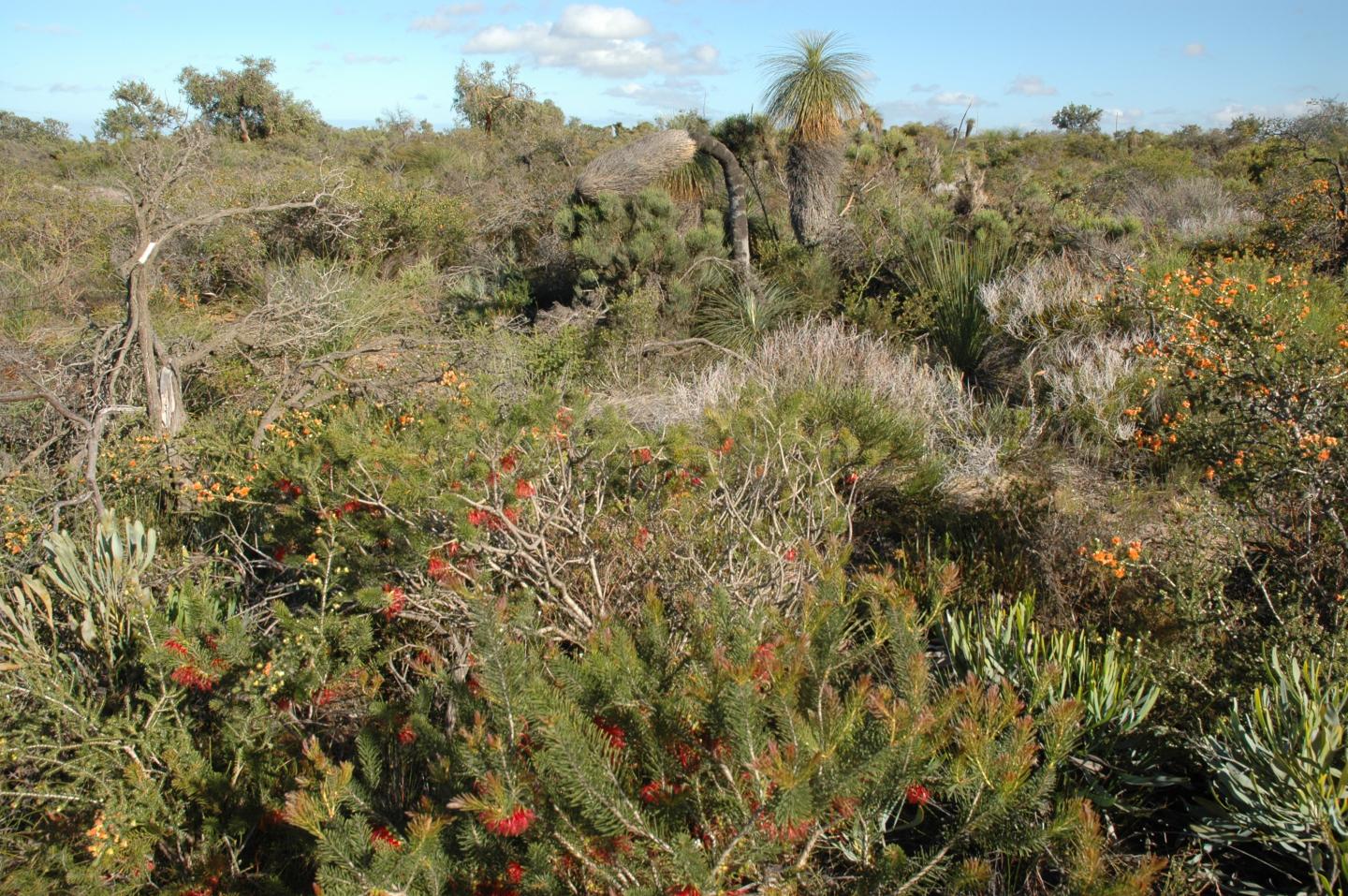 South-Australian shrubland