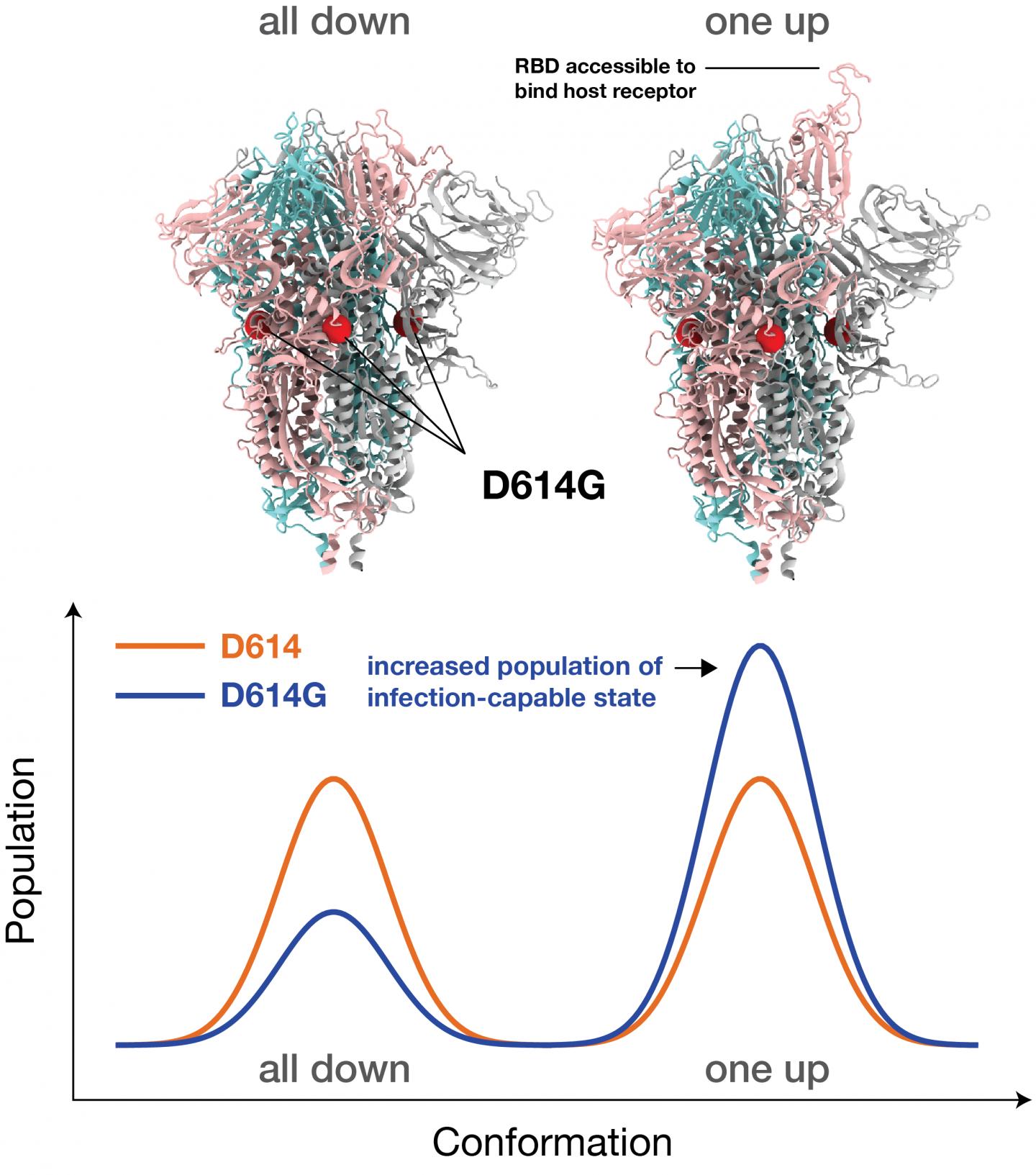 Dominant G-form Spike protein 'puts its head up' more frequently to latch on to receptors