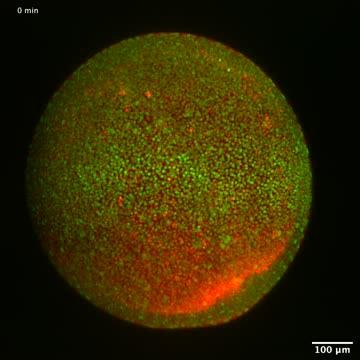 Spinal cord formation in a zebrafish embryo