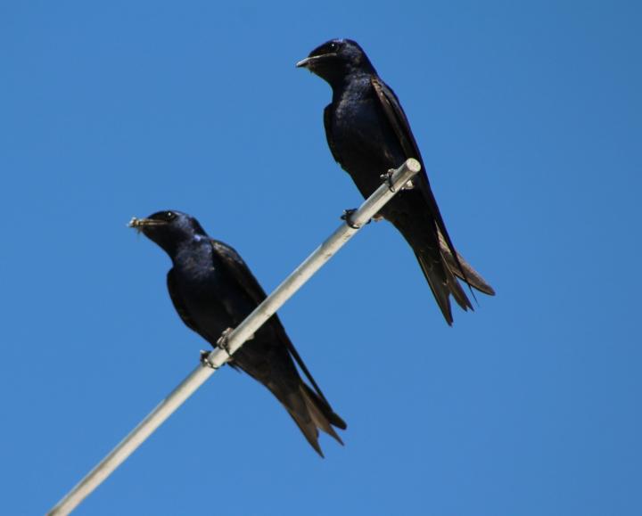Purple Martins