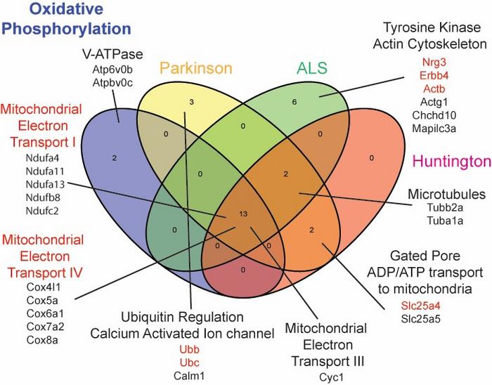 The gene expression profile of the newly discovered class of inhibitory neurons