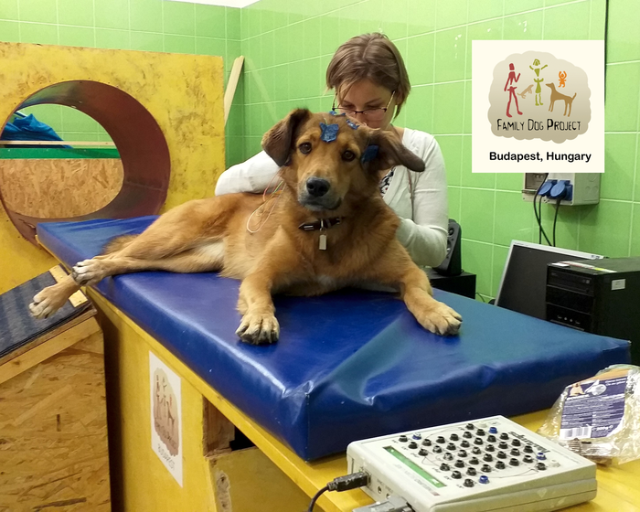 Dog during non-invasive EEG