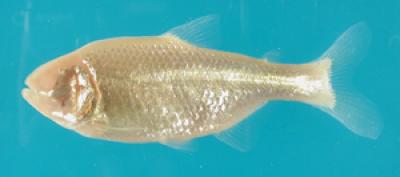 The Eyeless Cavefish <i>Astyanas mexicanus</i>