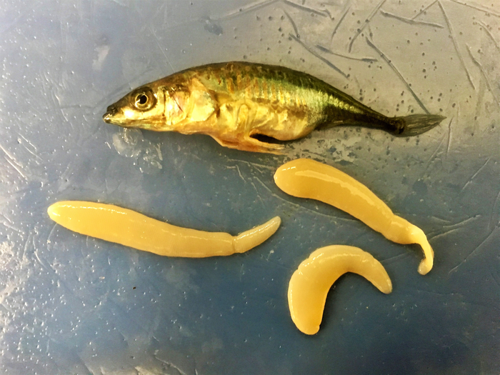 Threespine stickleback fish with parasites