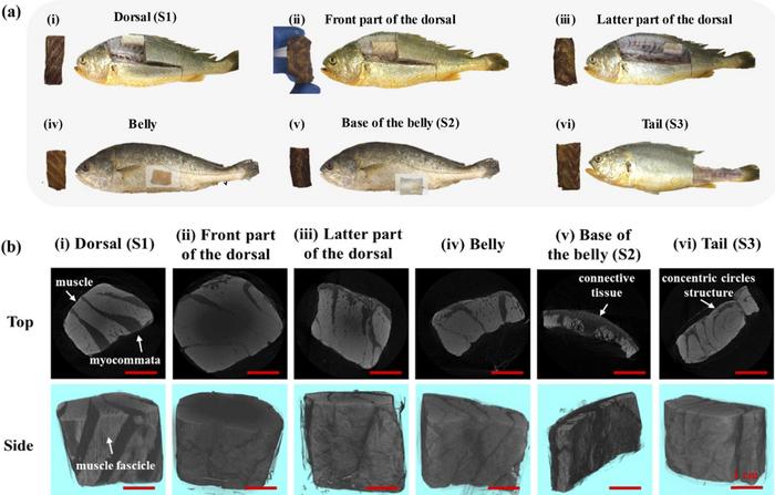 Fig. 1 Micro-CT scanning of different parts of yellow croaker fish muscle tissue.