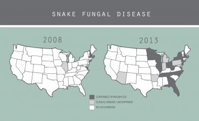 Snake Fungal Disease