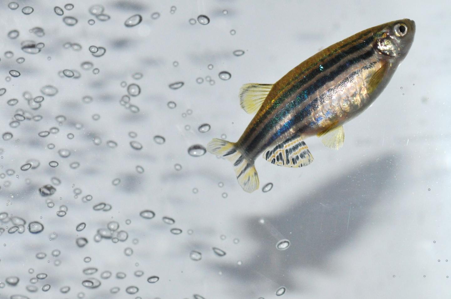 Female Zebrafish, <i>Danio rerio</i>