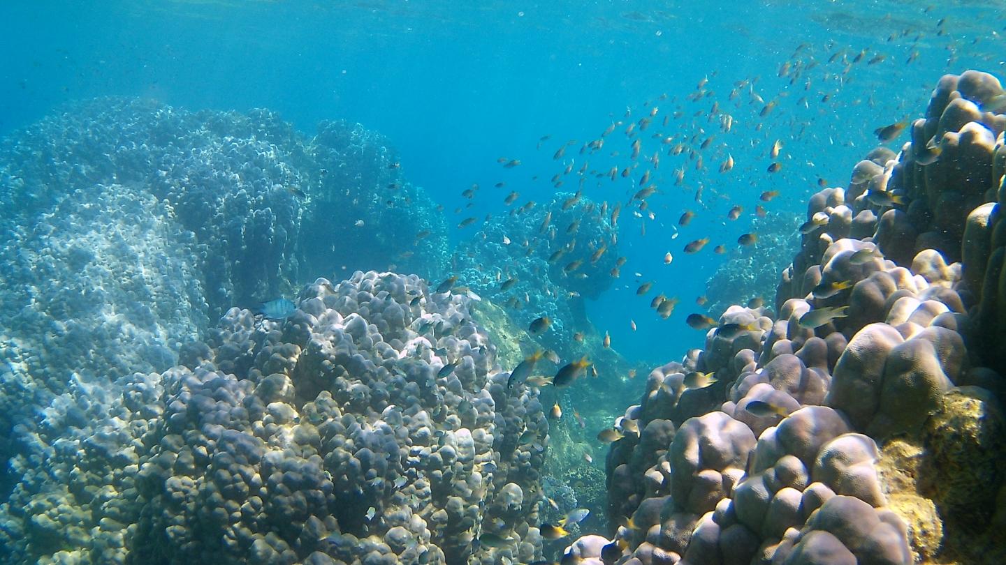 A coral reef in New Caledonia