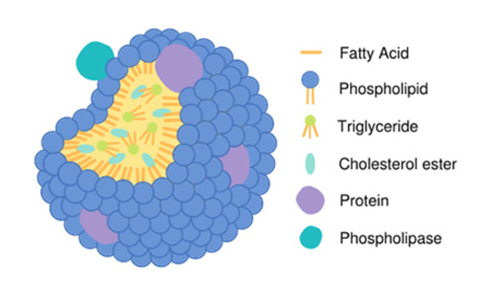 lipoprotein