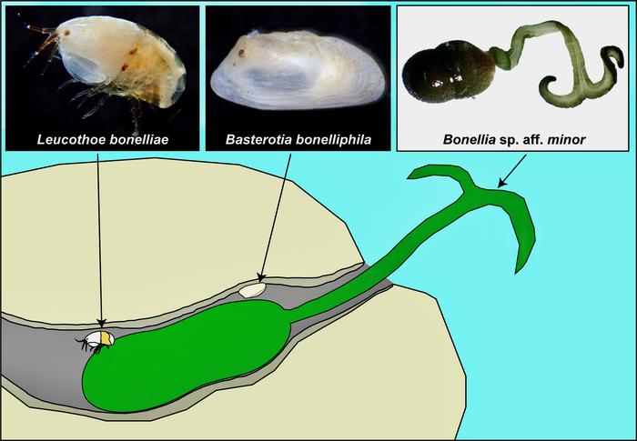 Marine symbiosis in dead coral rocks