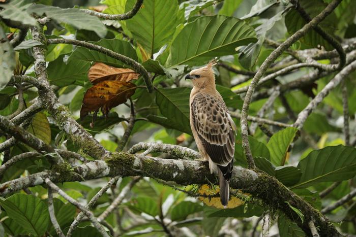 Juvenile Javan Hawk-Eagle