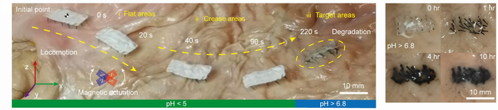 Fibot moves in pig’s stomach