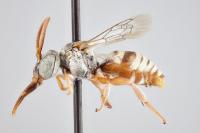Male Cuckoo Bee, <i>Epeolus attenboroughi</i>