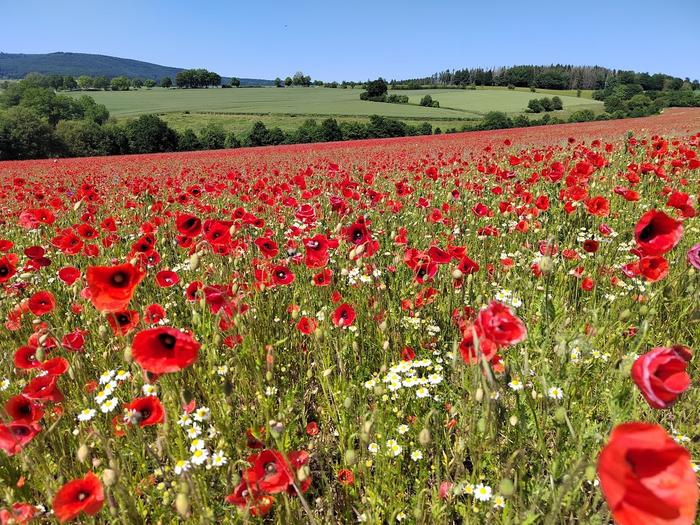 In the first year of implementation of the "Kooperativ" project, the flowering areas were characterised by an intensive poppy blossom.